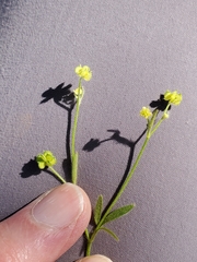 Ranunculus hebecarpus