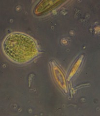 Phacus circulatus