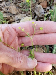 Ranunculus hebecarpus