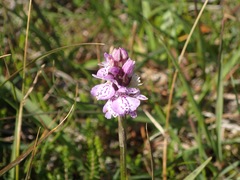 Dactylorhiza maculata ericetorum
