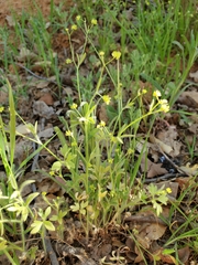 Ranunculus hebecarpus