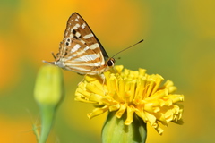 Dodona eugenes