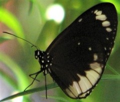 Euploea darchia