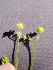 Ranunculus hebecarpus