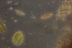 Phacus circulatus