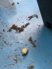 Homoeolabus analis