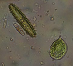Phacus circulatus