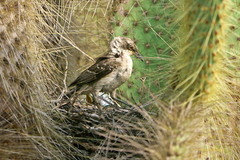 Mimus parvulus