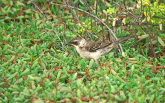 Mimus parvulus