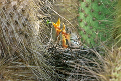 Mimus parvulus