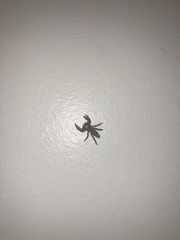 Platycryptus undatus