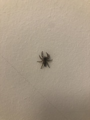 Platycryptus undatus