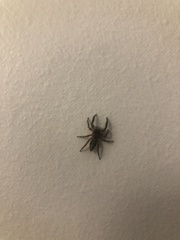 Platycryptus undatus