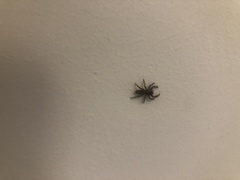 Platycryptus undatus