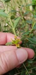 Pimelea curviflora curviflora