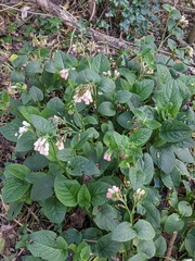 Symphytum × hidcotense