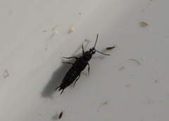 Philonthus cruentatus