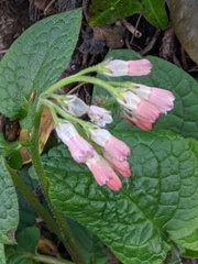 Symphytum × hidcotense