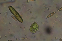 Phacus circulatus