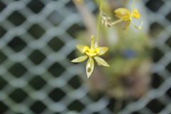 Oncidium minaxoides
