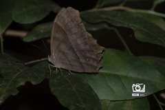 Taygetis thamyra