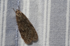 Semioscopis megamicrella