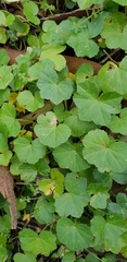 Hydrocotyle laxiflora