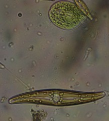 Phacus circulatus