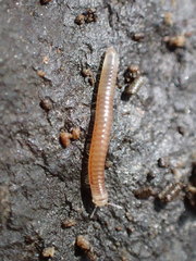 Blaniulidae