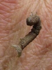 Parallelia bistriaris