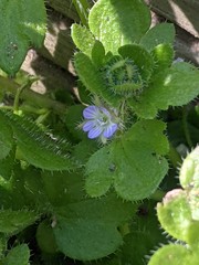 Veronica hederifolia
