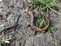 Desmognathus planiceps