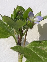 Veronica hederifolia