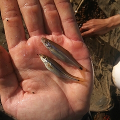 Notropis atrocaudalis