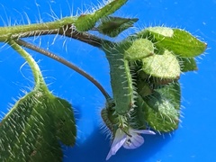 Veronica hederifolia