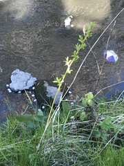 Salix × fragilis vitellina