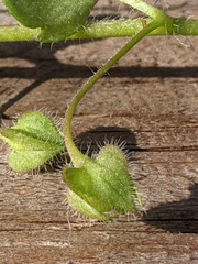 Veronica hederifolia