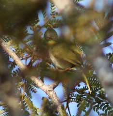 Apalis flavida