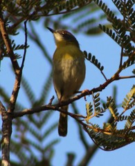 Apalis flavida