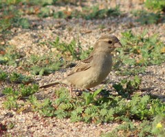 Passer domesticus indicus