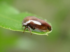 Ophiderma stonei