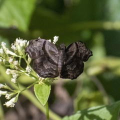 Helias phalaenoides