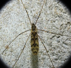 Limonia cinctipes