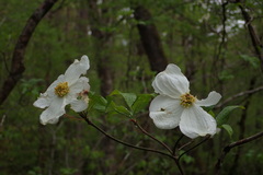 Blüten-Hartriegel (Cornus florida): Herkunft und Verwendung — Foto 3