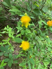 Hypericum densiflorum