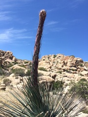 Hesperoyucca whipplei