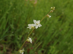 Lithophragma bolanderi