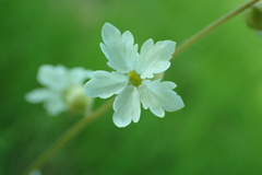Lithophragma bolanderi