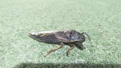 Lethocerus distinctifemur