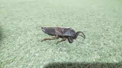 Lethocerus distinctifemur